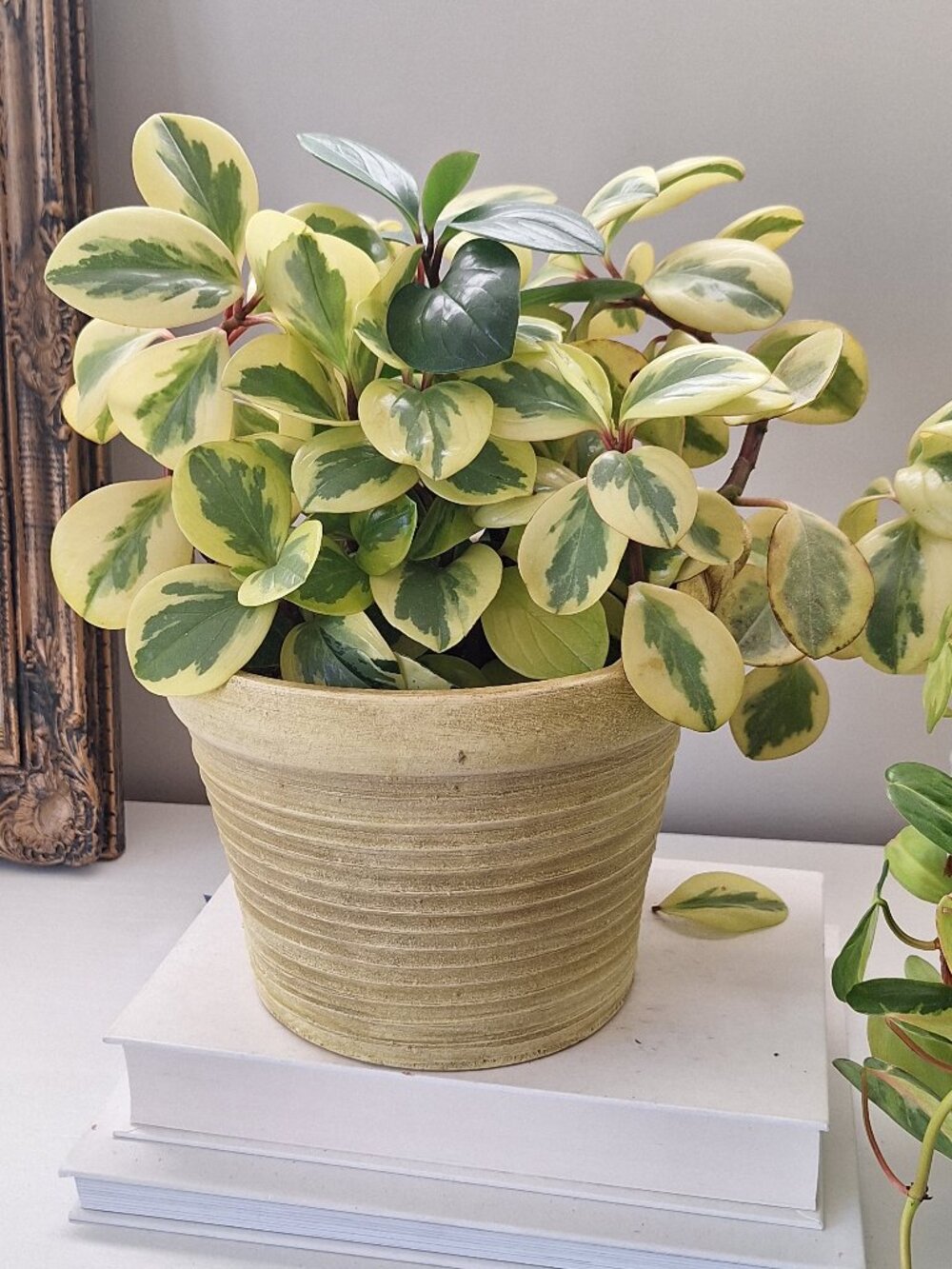 Vintage yellow Plant Pot planter Aged Crock with Handles pottery handmade